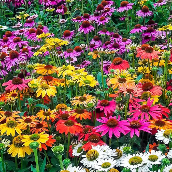 Coneflower Mix
