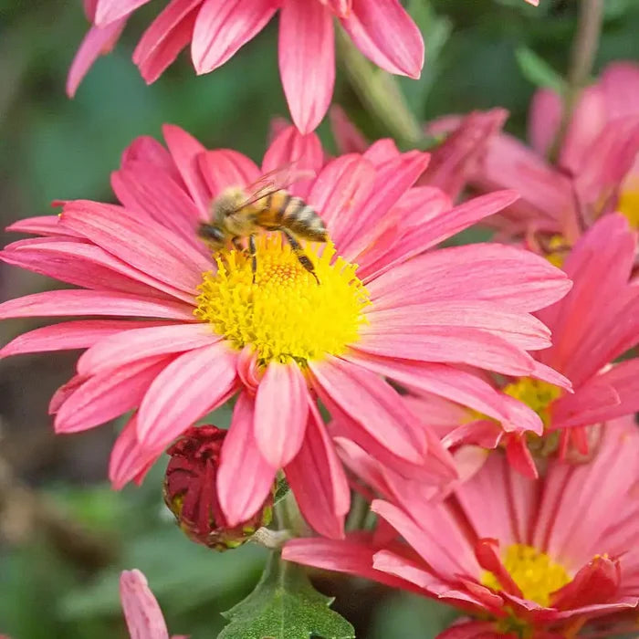 Coral Daisy Mammoth Mum
