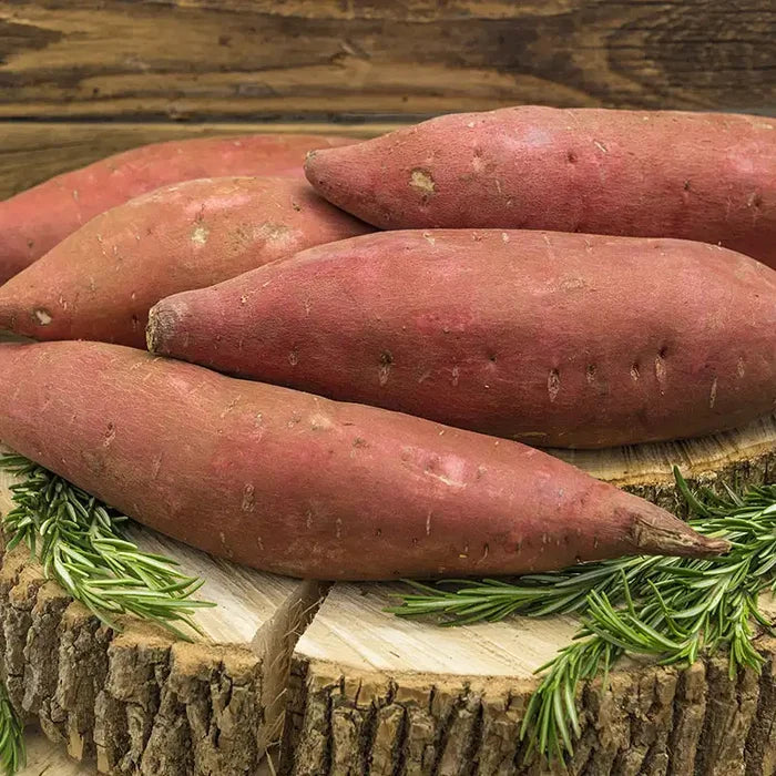 Covington Sweet Potato
