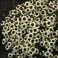 Cream-Red Coreopsis