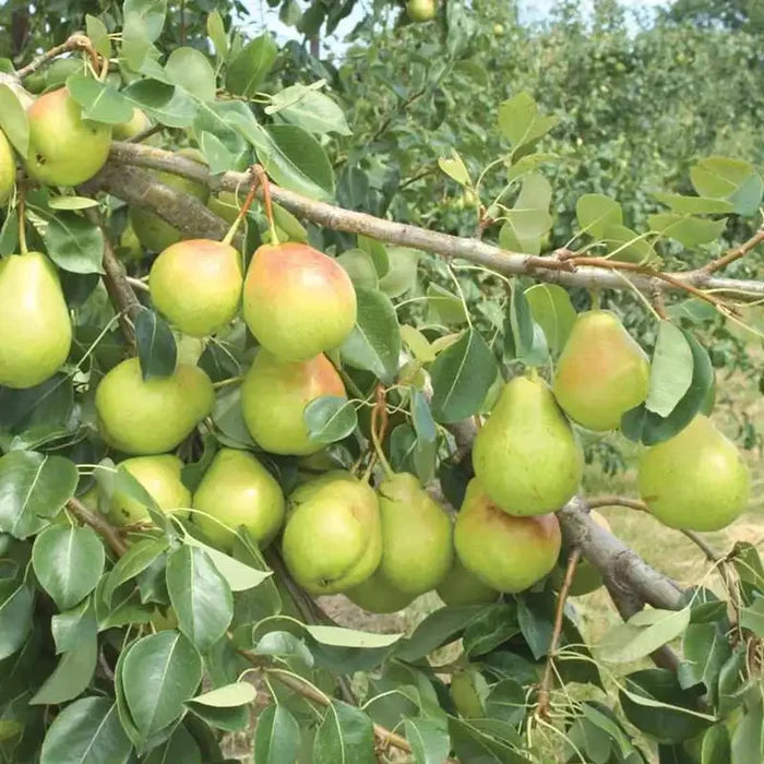 Crisp 'n Sweet™ Pear Tree