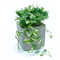 Cubic Pot Sage M with Hanging & Filler Hoya Combo