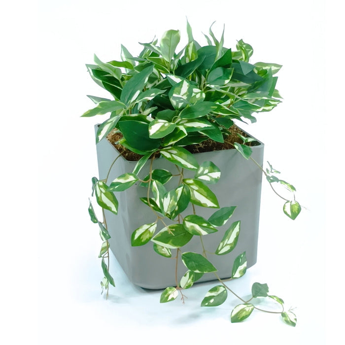 Cubic Pot Sage M with Hanging & Filler Hoya Combo