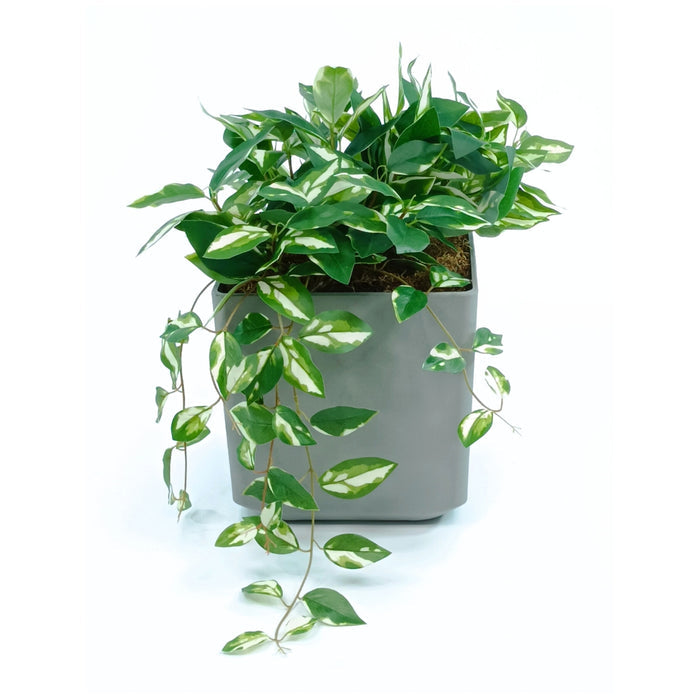 Cubic Pot Sage M with Hanging & Filler Hoya Combo