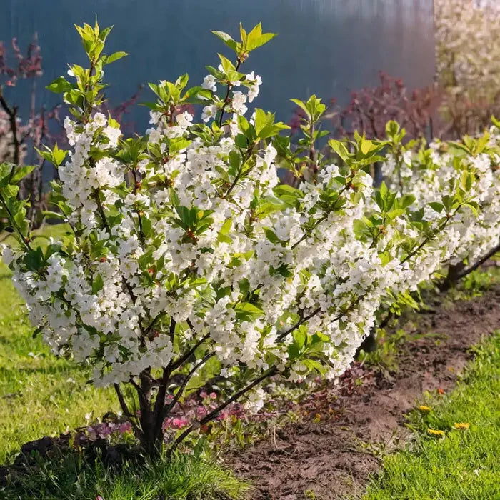 Cutie Pie Dwarf Cherry Bush