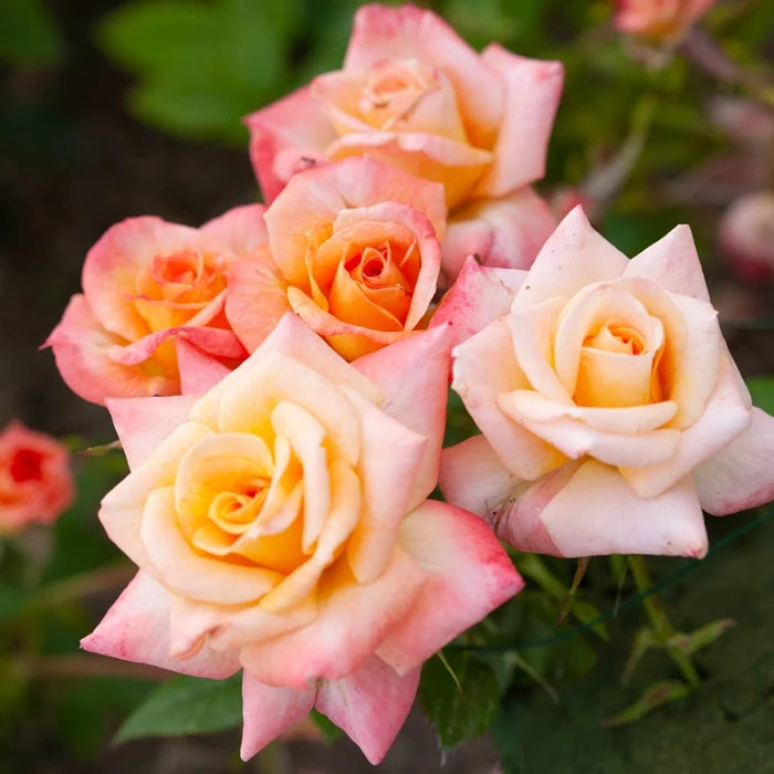 Cutie Pie Miniature Rose – Ownroot