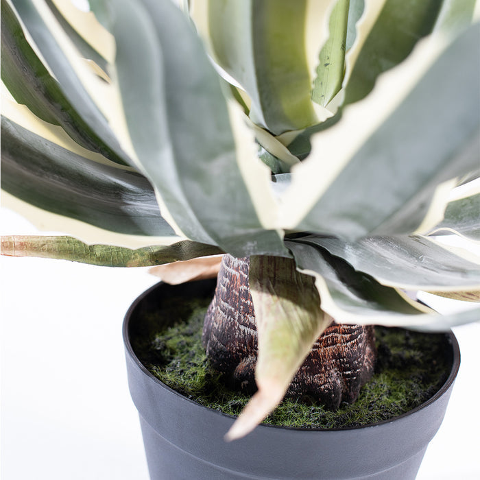 Plant Couture - Artificial Plants - Agave 45cm  - Close Up Of Base