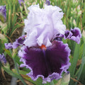 Daring Deception Bearded Iris