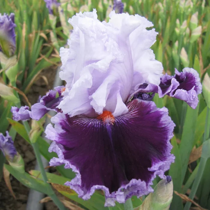 Daring Deception Bearded Iris