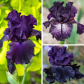 Dark as Night Iris Collection
