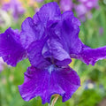 Dashing Reblooming Bearded Iris