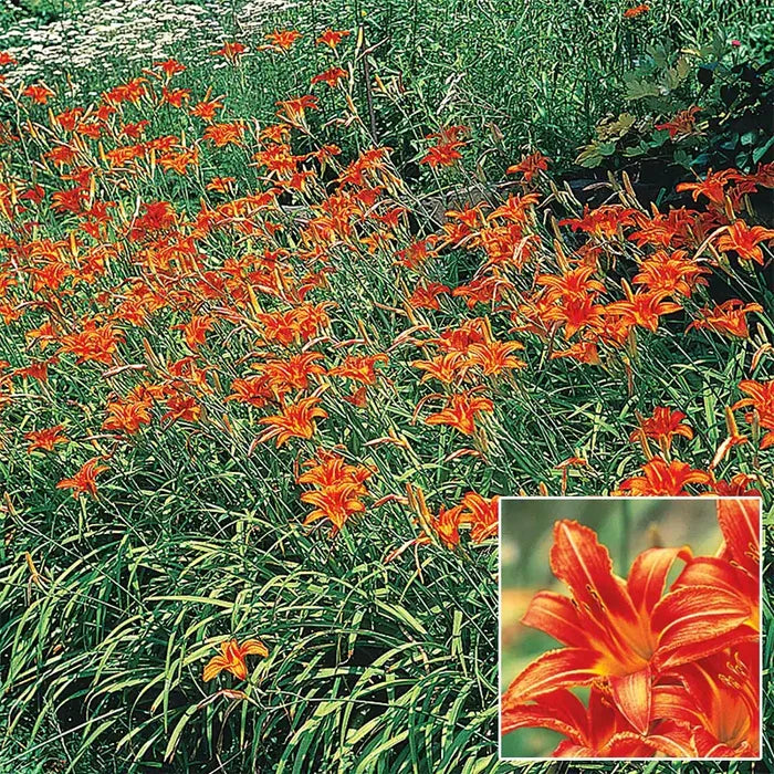 Daylilies for Naturalizing