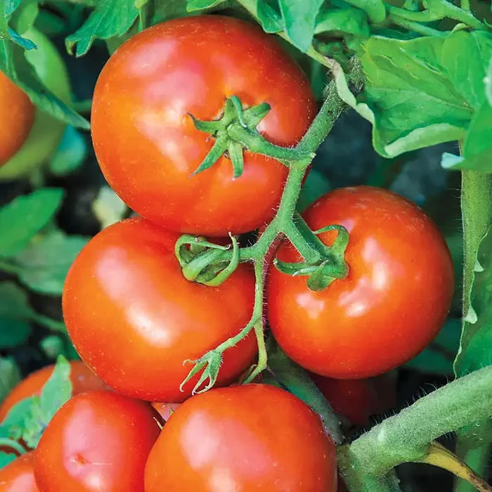 Defiant Hybrid Tomato Seed (Pkt of Approx. 10 Seeds)