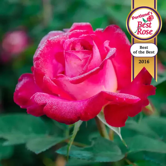 Dick Clark Grandiflora Rose