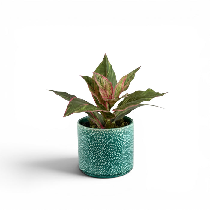 Dieffenbachia in Ceramic Aliwal