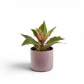 Dieffenbachia Pink Green in Ceramic Cornelia
