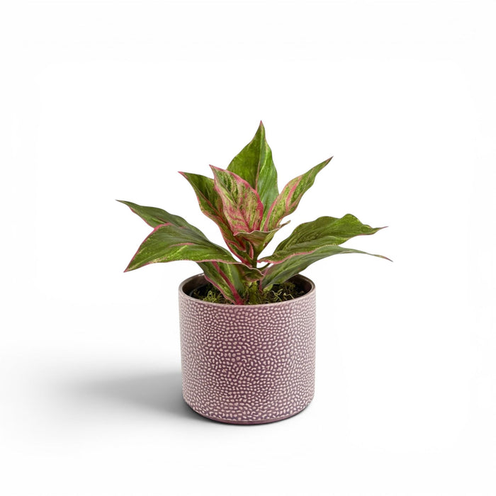 Dieffenbachia Pink Green in Ceramic Cornelia