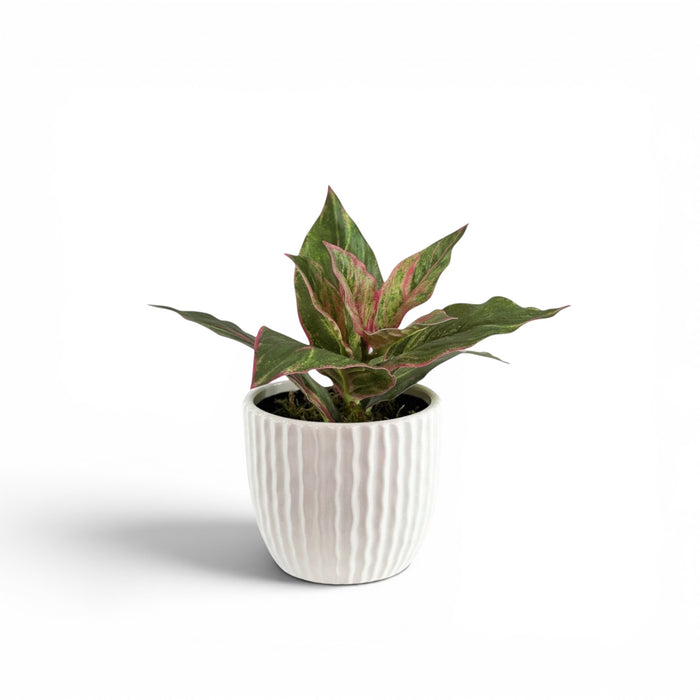 Dieffenbachia Pink Green in Ceramic Naxos