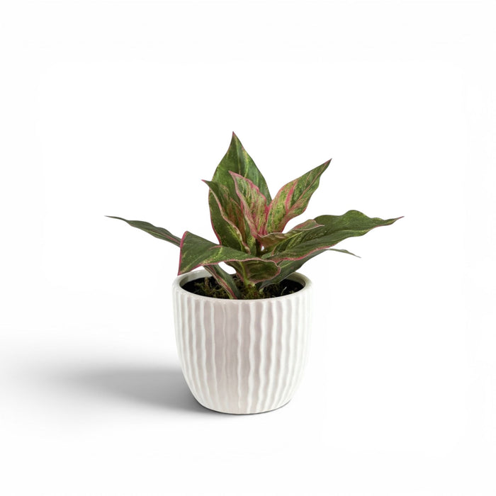 Dieffenbachia Pink Green in Ceramic Naxos