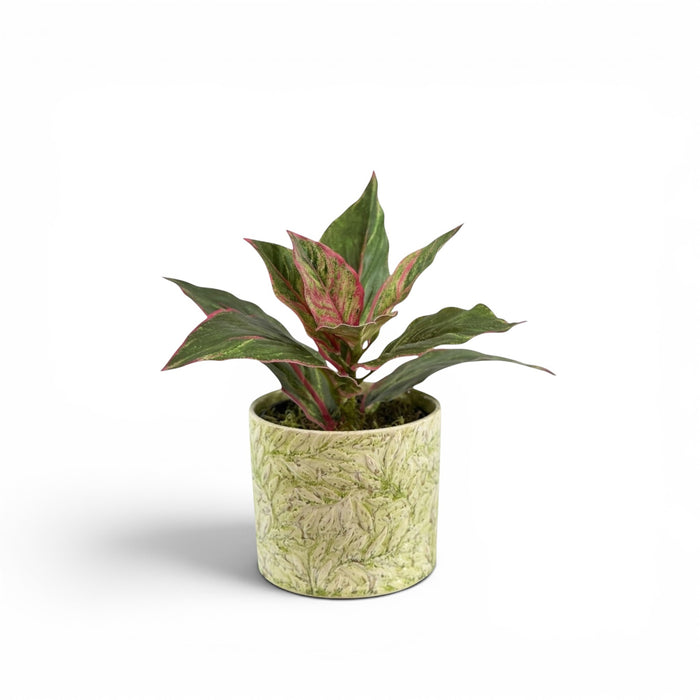 Dieffenbachia Pink Green in Ceramic Secret Garden