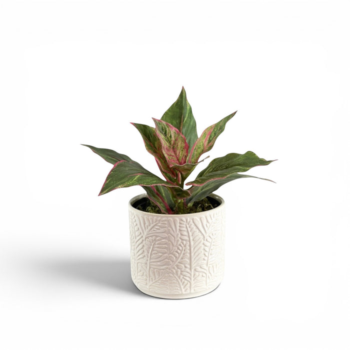 Dieffenbachia Pink Green in Ceramic Sunday