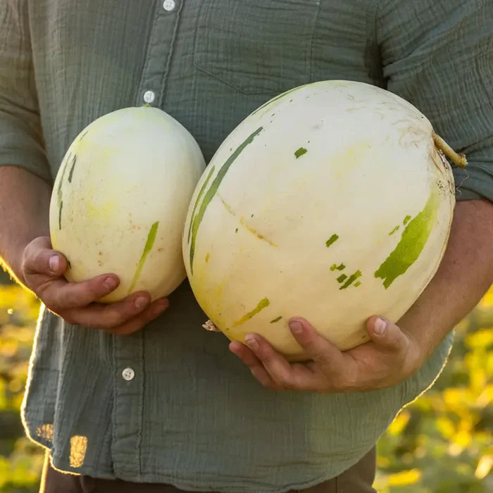 Dino Melon