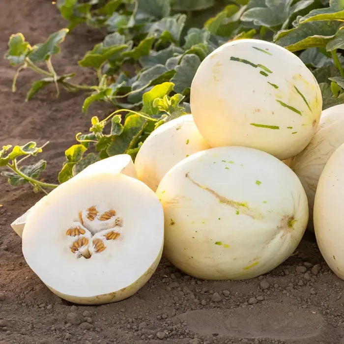 Dino Melon