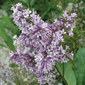 Donald Wyman Lilac Bundle