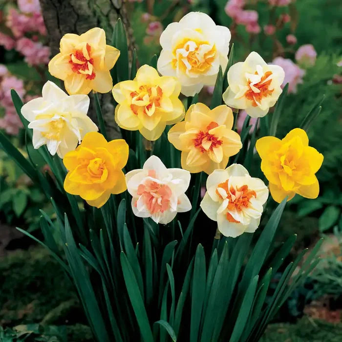 Double Daffodil Mix