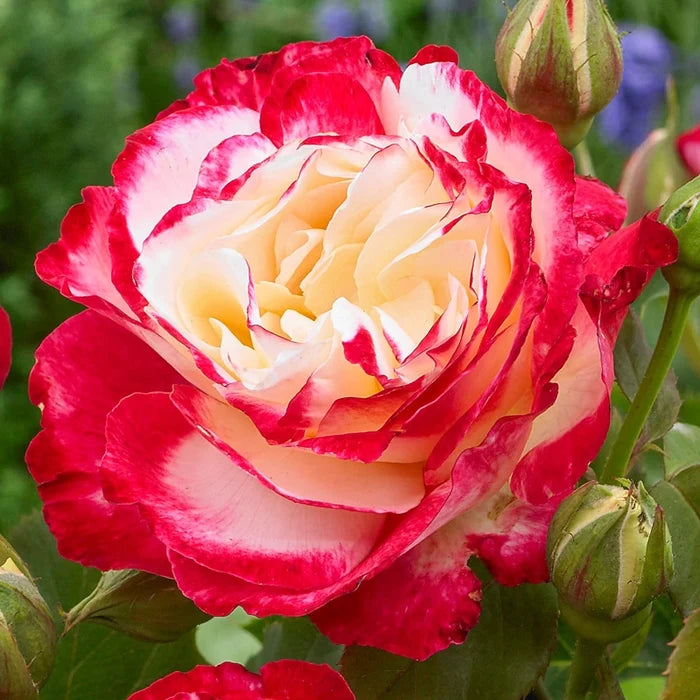 Double Delight Hybrid Tea Rose
