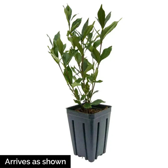 Double Mint Gardenia Plant