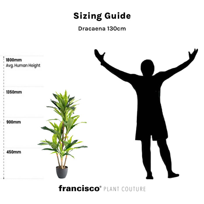 Dracaena 130cm