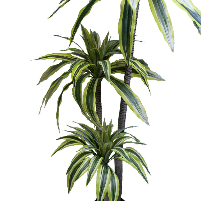 Dracaena Lemon & Lime 100cm