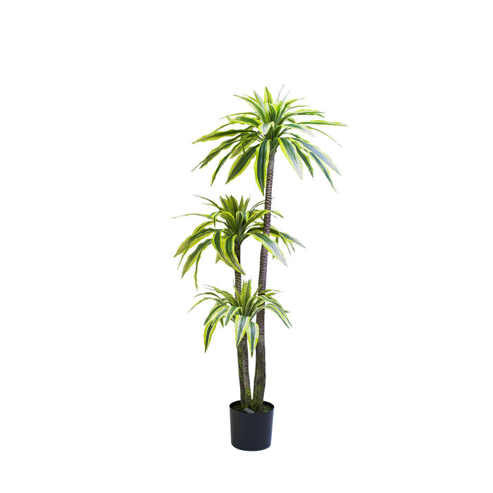 Dracaena Lemon & Lime 160cm