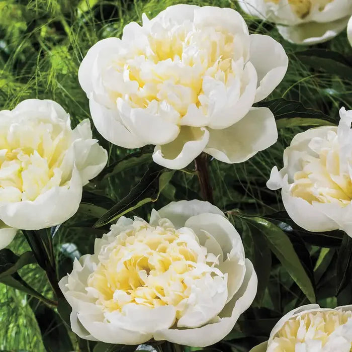 Duchesse De Nemours Peony