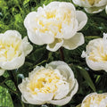 Duchesse De Nemours Peony