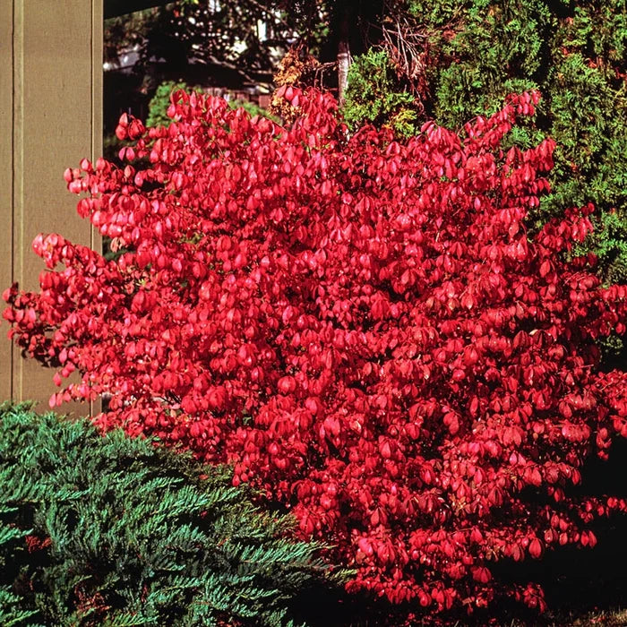 Dwarf Burning Bush Hedge