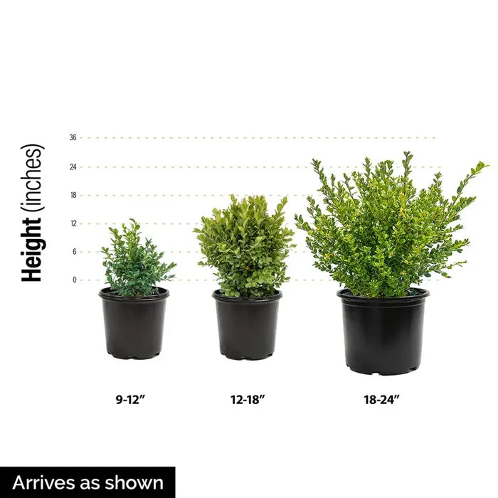 Dwarf Burning Bush Hedge