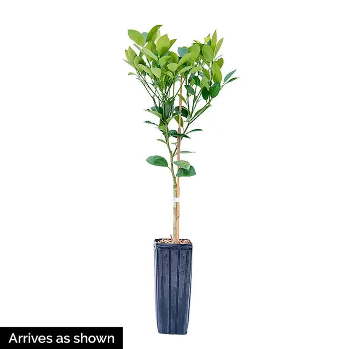 Dwarf Calamondin Orange Plant