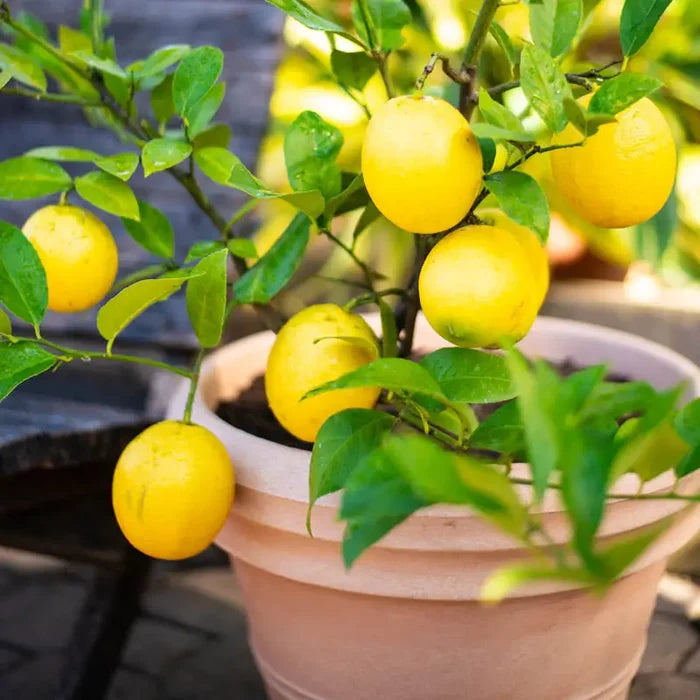 Dwarf Meyer Lemon Tree