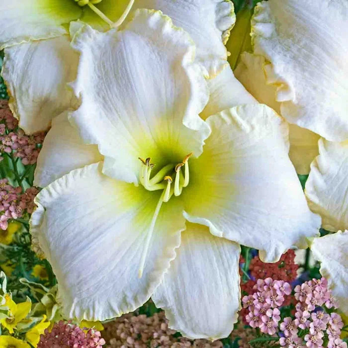 Early Snow Daylily