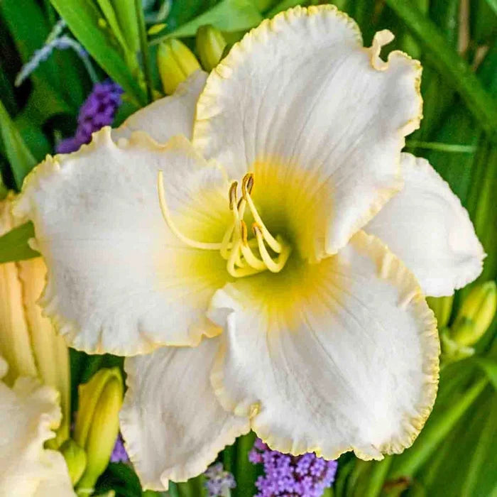 Early Snow Daylily