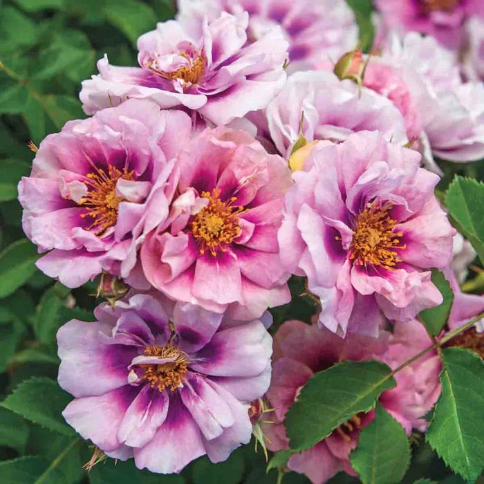 Easy on the Eyes™ Shrub Rose