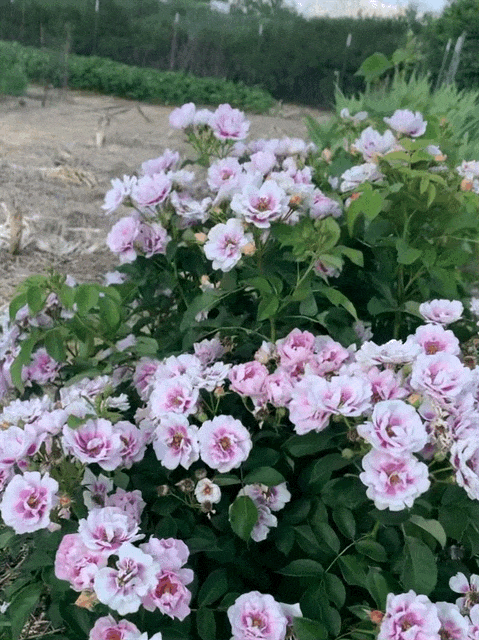 Easy on the Eyes™ Shrub Rose