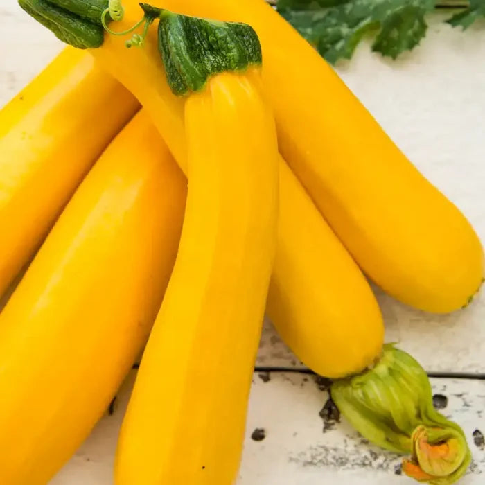 Easy Pick Gold II Hybrid Summer Squash (Pkt of Approx. 20 Seeds)