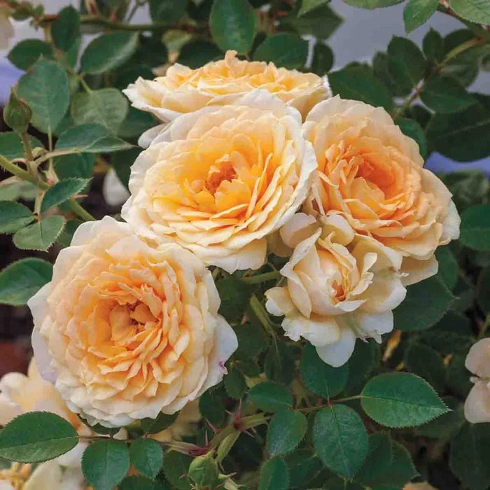 Edith Darling™ Shrub Rose