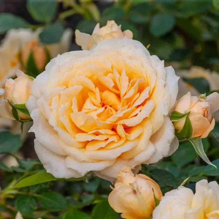 Edith Darling™ Shrub Rose