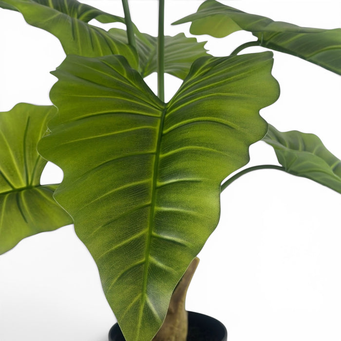 Elepahant Ear R/T- 90cm