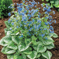 Emerald Mist Brunnera
