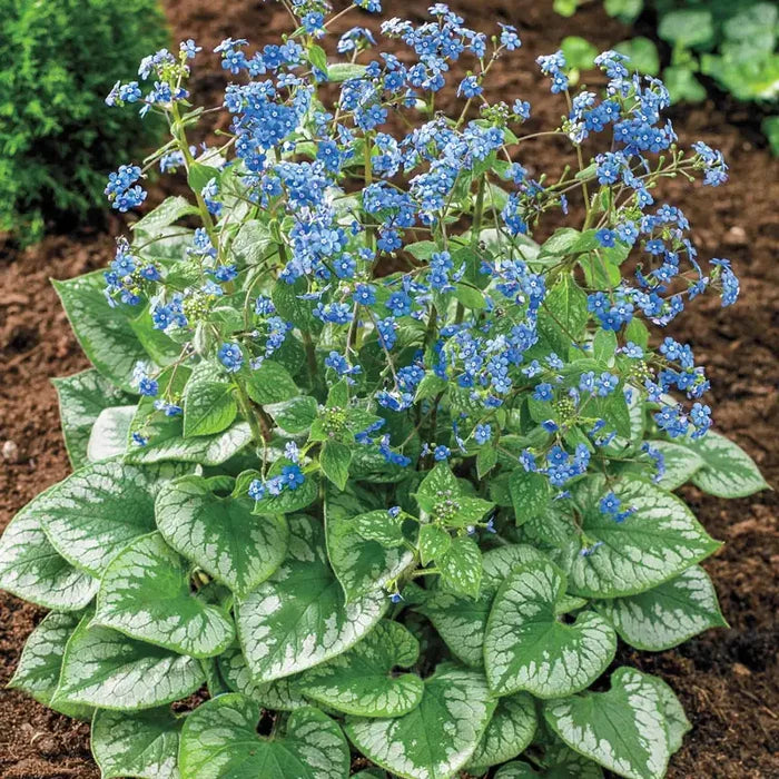 Emerald Mist Brunnera